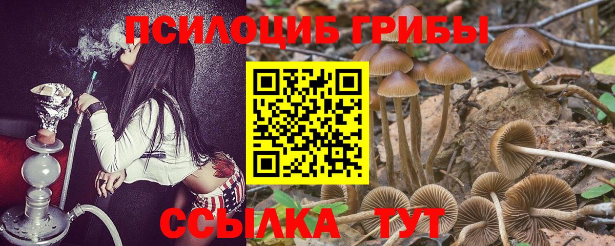 Псилоцибиновые грибы Psilocybine cubensis  Вход с VPN  Псилоцибиновые грибы Psilocybine cubensis  Сокол 